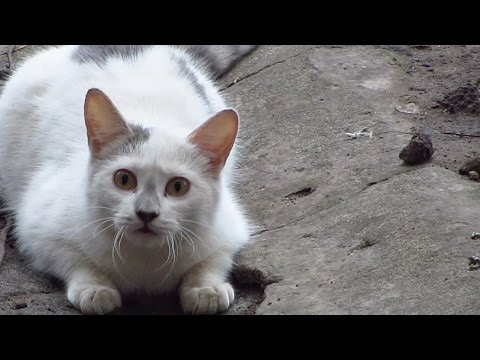 funny-cat-hunting-on-birds