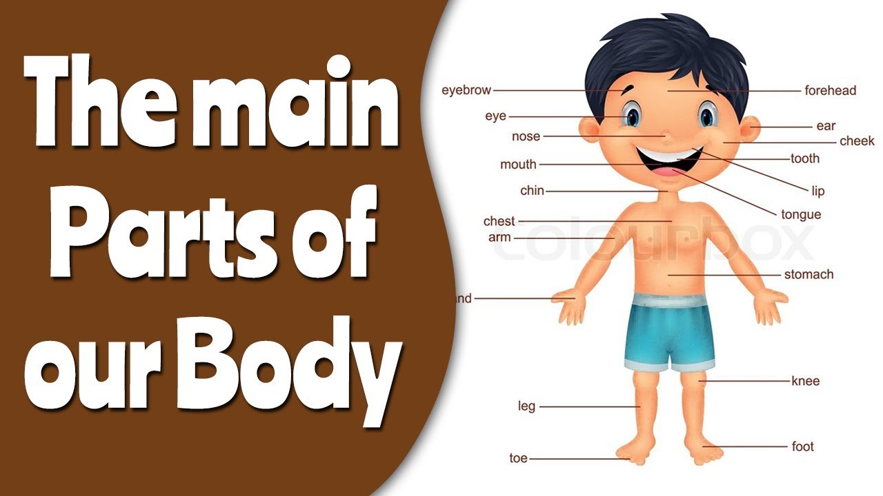 Parts Of Human Body With Picture ~ Crafts,actvities And Worksheets For ...