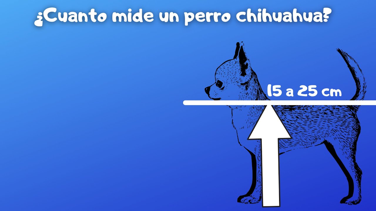 cuanto mide el chihuahua terrier