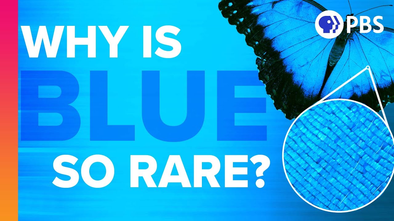 Why Is Blue So Rare In Nature? - YouTube