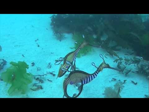 Weedy Sea Dragon Courtship Youtube