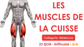 LES MUSCLES DE LA CUISSE - 22 QCM - Difficulté : ⭐⭐