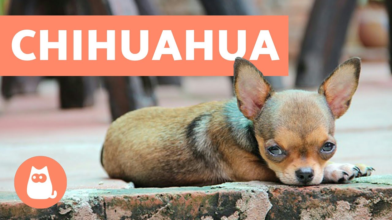 cuanto mide el chihuahua terrier