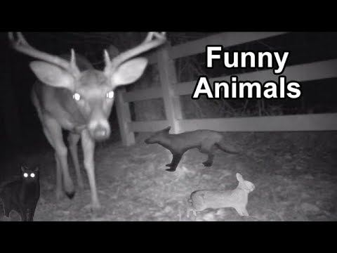 Funny Animals Trail Camera Video Samples Boly Bushnell Browning Wildlife  Night Vision - Youtube