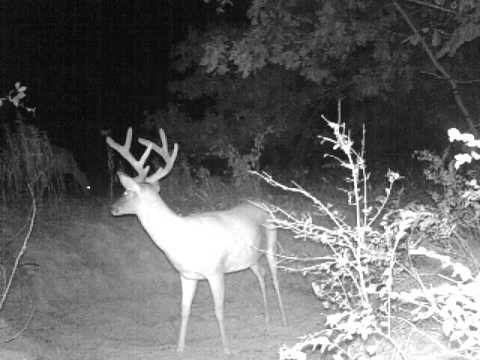 Trail Camera Picks Up The Sound Of Deer Farting In The Woods - Wide Open  Spaces