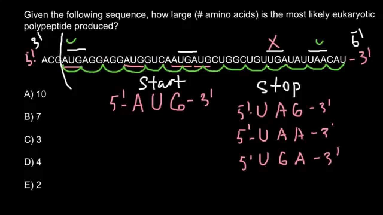 How to find polypeptide in a given RNA sequence