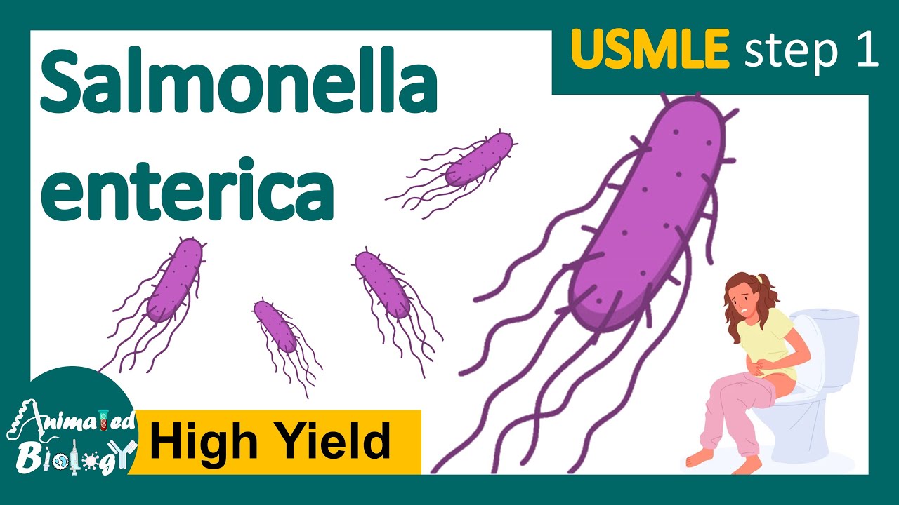 Salmonellosis |Salmonella typhi | pathology of salmonella typhi ...