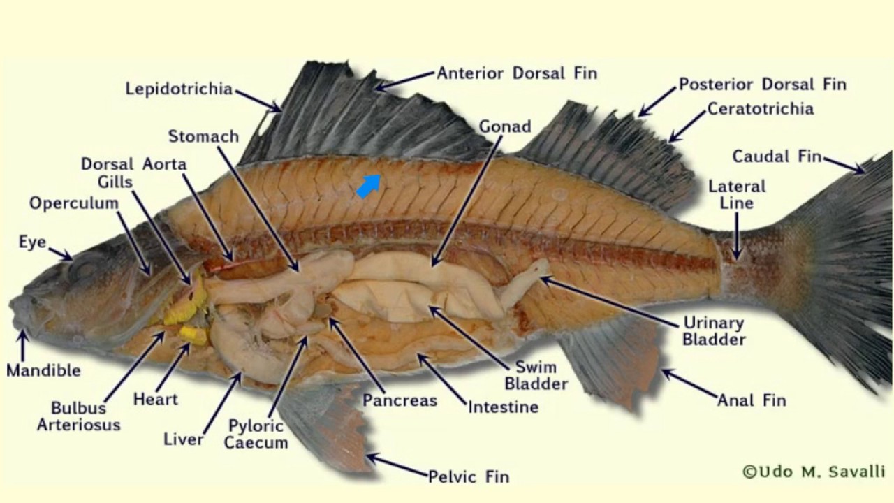 External Anatomy Of A Perch - Gambaran