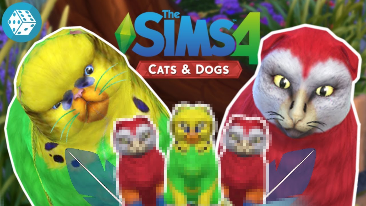 Pet bird mod sims 4 - rewakt