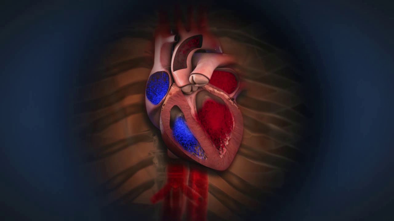 Beating Heart Animation for Boston Scientific - YouTube