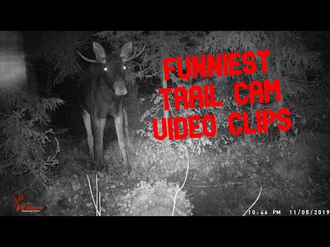 funniest trail camera compilation. whats is that!