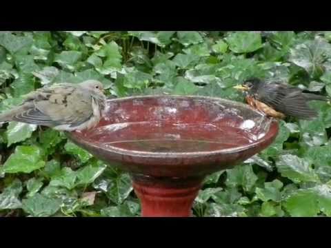 funny-birds-at-a-birdbath---robin-vs.-dove