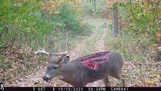 Video: Zombie Deer With Unbelievable Wound Caught On Trail Camera |  Meateater Hunting