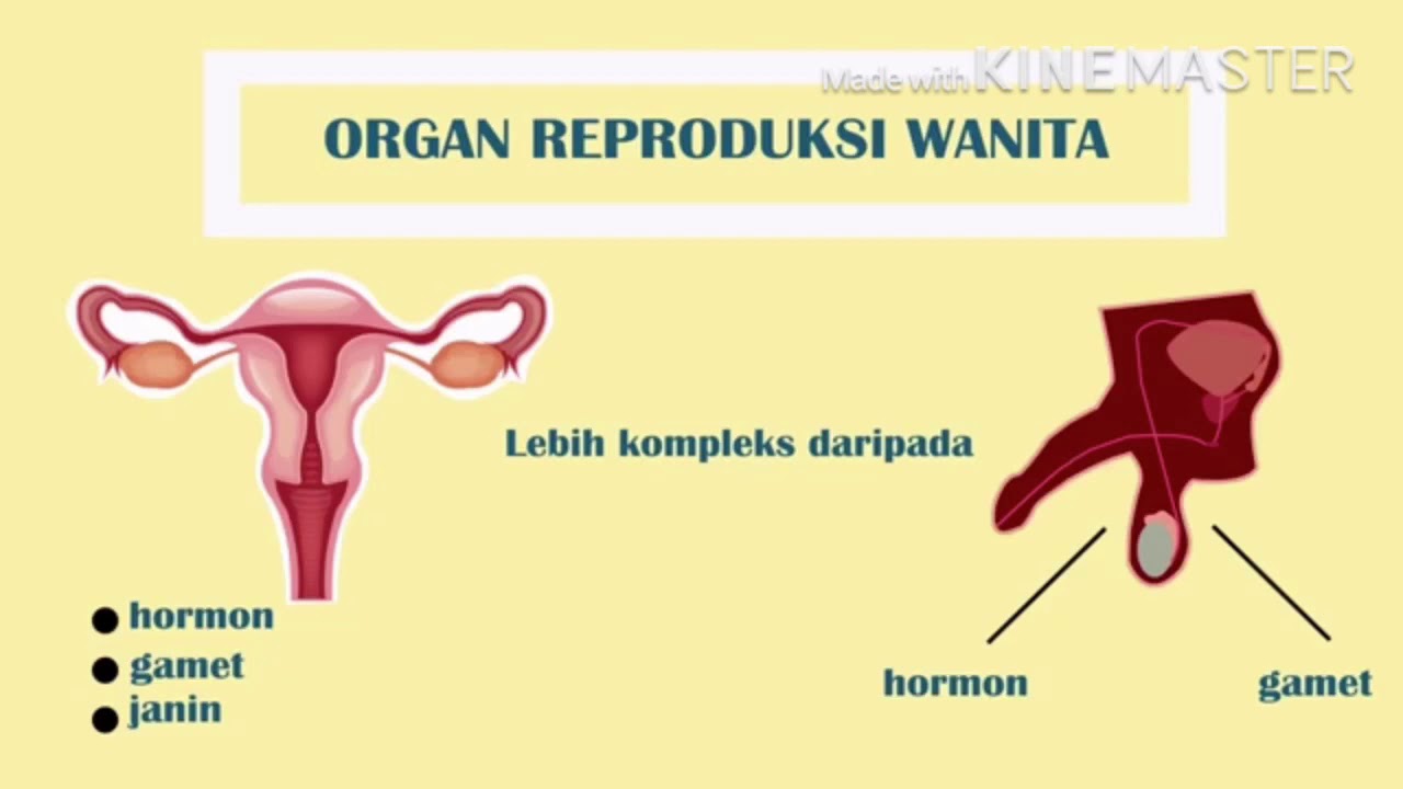 Mind Map Sistem Reproduksi Manusia Beserta - IMAGESEE