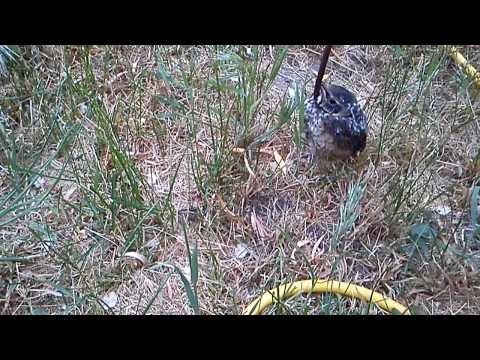 funny-baby-robin-bird-not-hungry