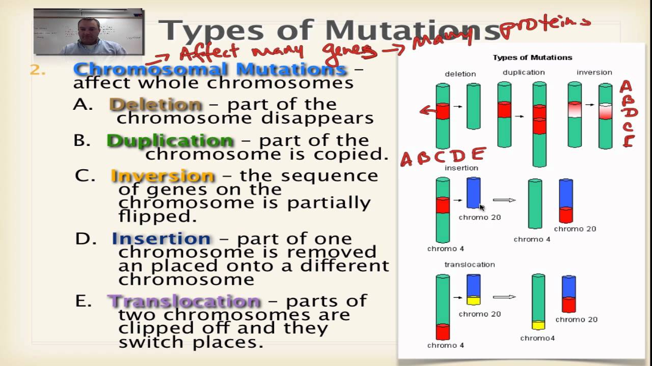 4 Types Of Dna Mutations | My XXX Hot Girl