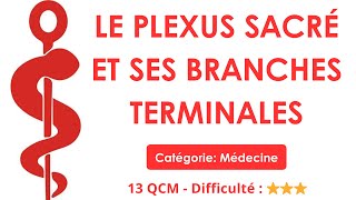 Le plexus sacré et ses branches terminales - Catégorie: Médecine - 13 QCM - Difficulté : ⭐⭐⭐