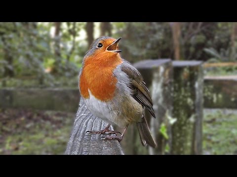 robin-bird-song---singing-with-passion---the-loudest-robin-ever