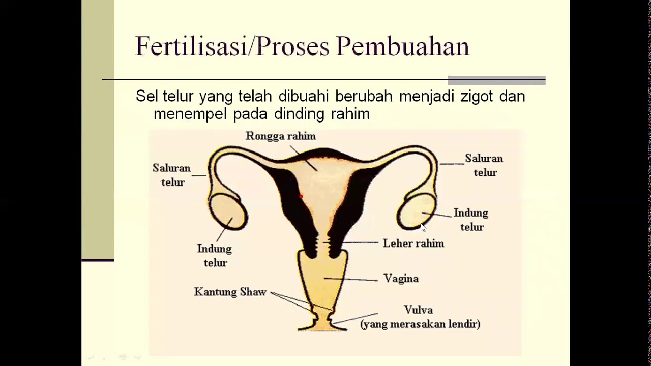 Sistem Reproduksi Manusia - Reverasite