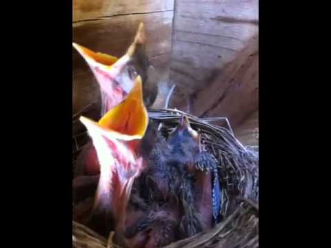 funny-robin-bird-hatchlings-singing