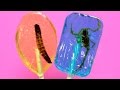 Would you eat a Lollipop with insects? Edible Insect Candy