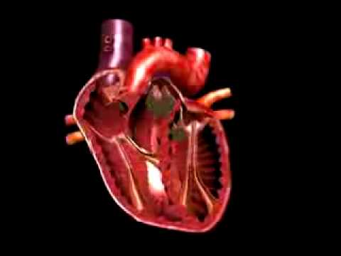 Human Heart Beating Animation