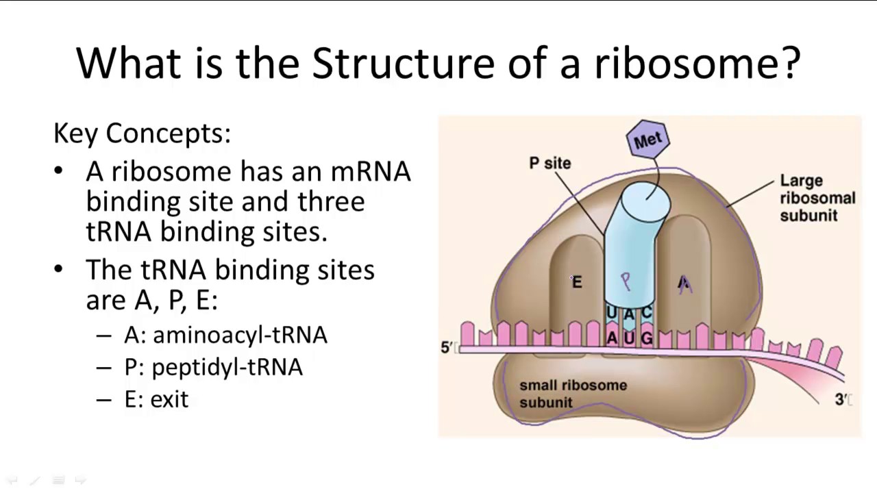 Ribosome Structure