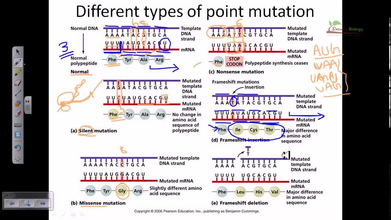 Genetic Mutation Types