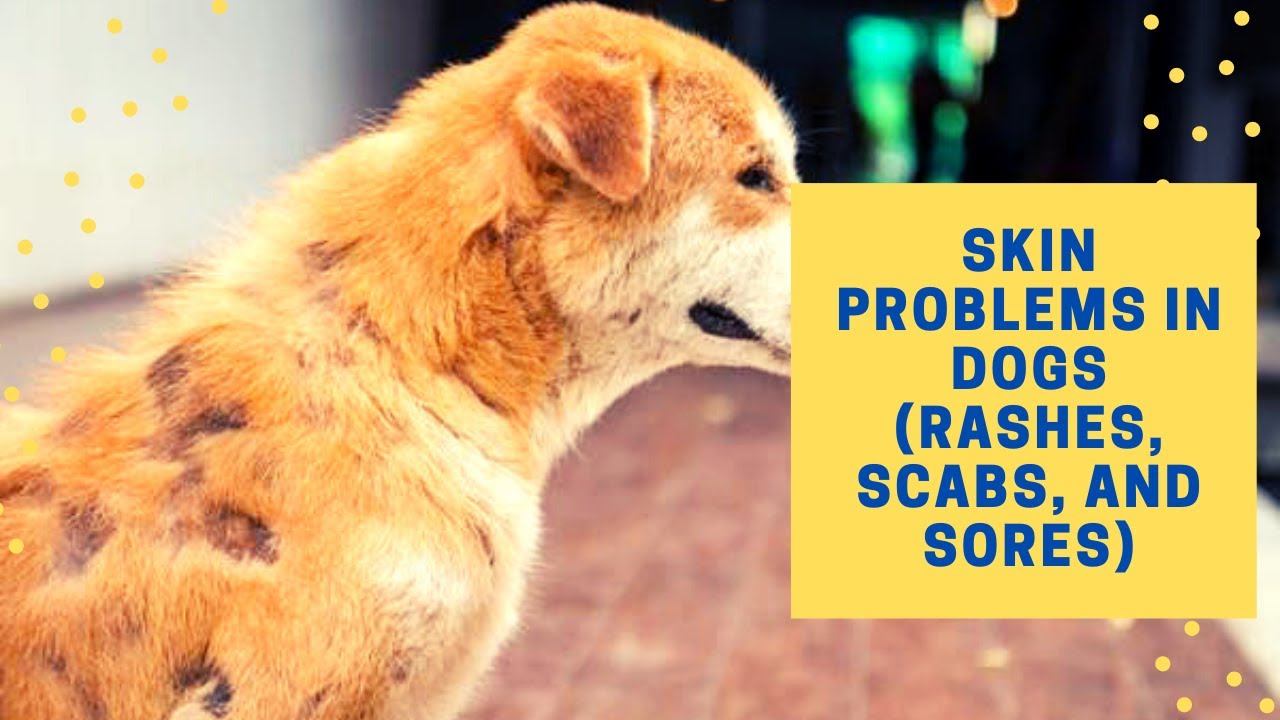 Can Fleas Leave Scabs On Dogs