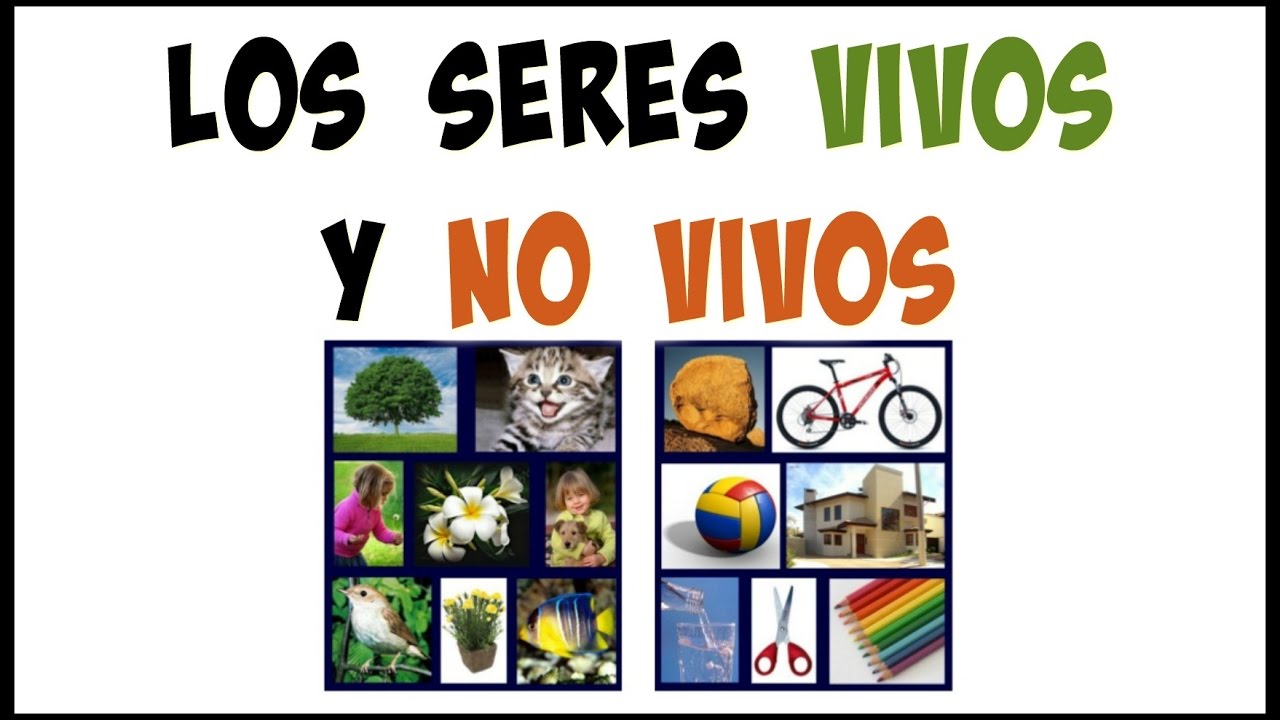 Diferencia Entre Seres Vivos y No Vivos Una Guía Clara para Niños - noble