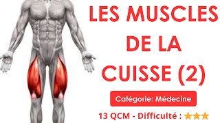 LES MUSCLES DE LA CUISSE (2) - 13 QCM - Difficulté : ⭐⭐⭐