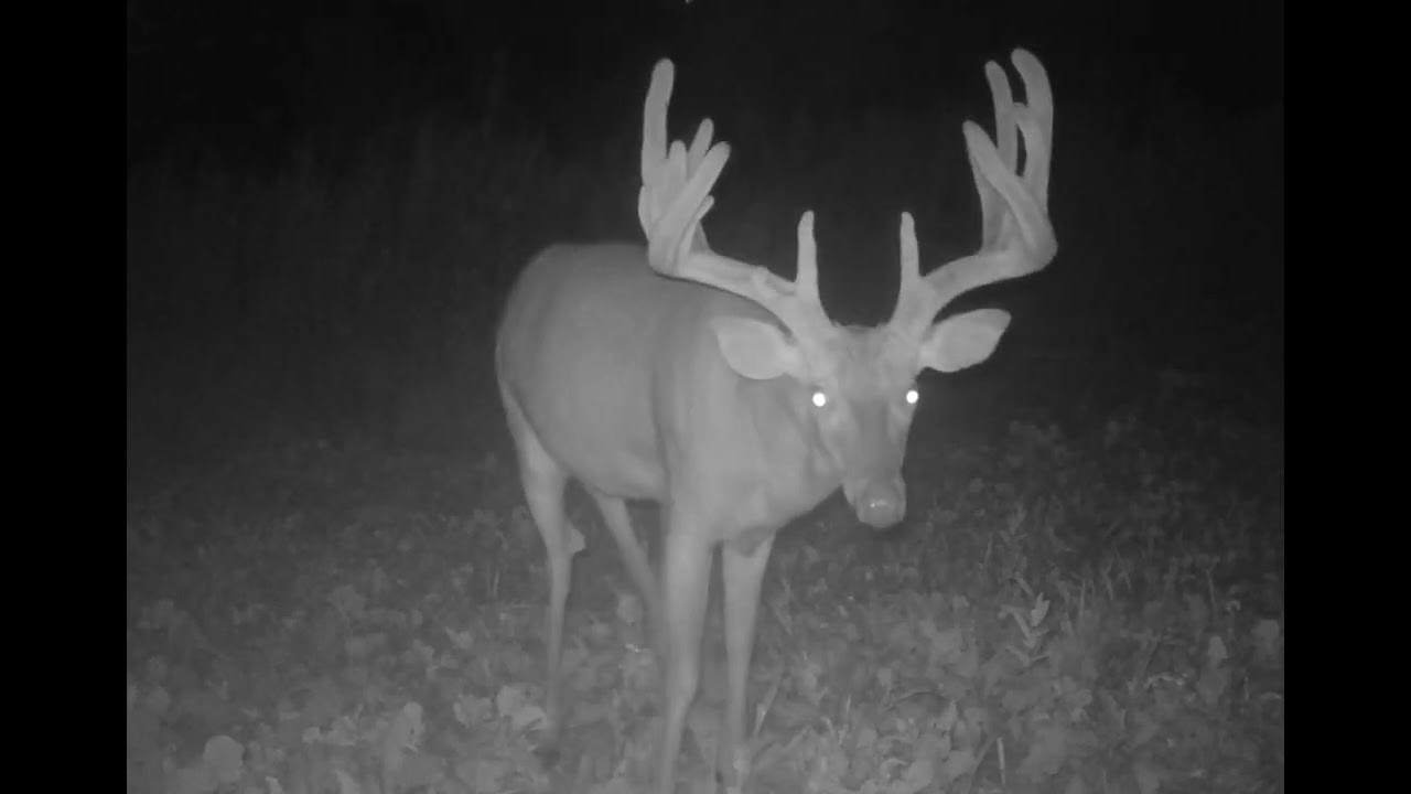 Huge Buck In Velvet Shows Up On Trail Camera #Shorts - Youtube