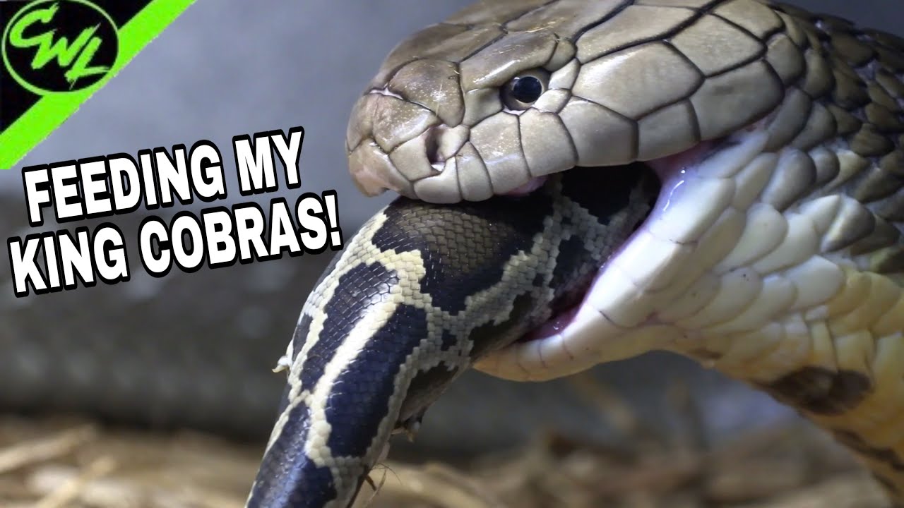 What Do King Cobras Eat?