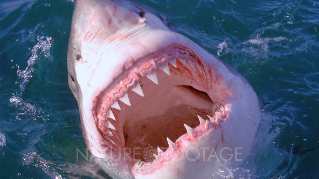 Tiger Shark Mouth Open