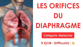 LES ORIFICES DU DIAPHRAGME - Catégorie: Médecine / Anatomie