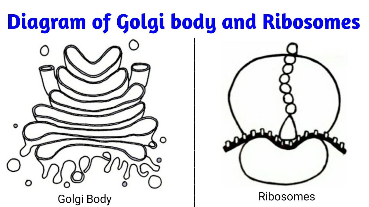 Discover 103+ ribosomes sketch super hot - in.eteachers