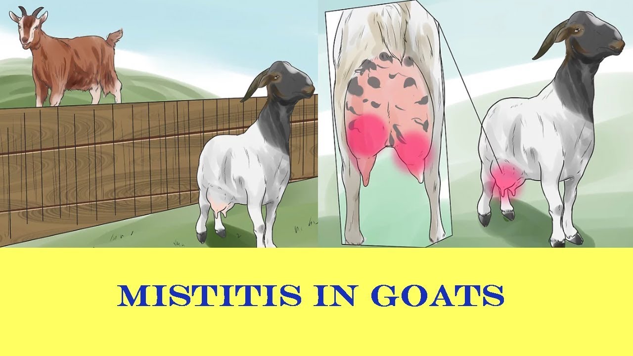 Mastitis Animals