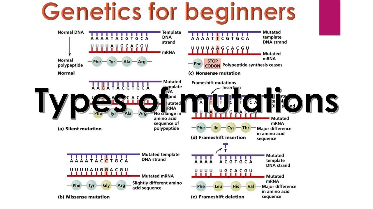 Genetic Mutation Types