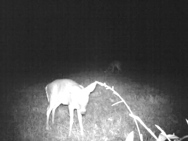 Funny Trail Cam Video Of Button Buck And Raccoon Showdown - Youtube