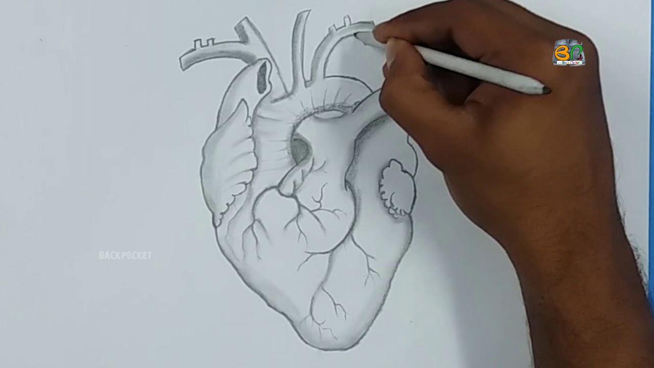 Realistic Human Heart Drawing