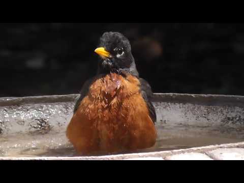 very-cute-fluffy-american-robin-bird-bath---starling-invasion