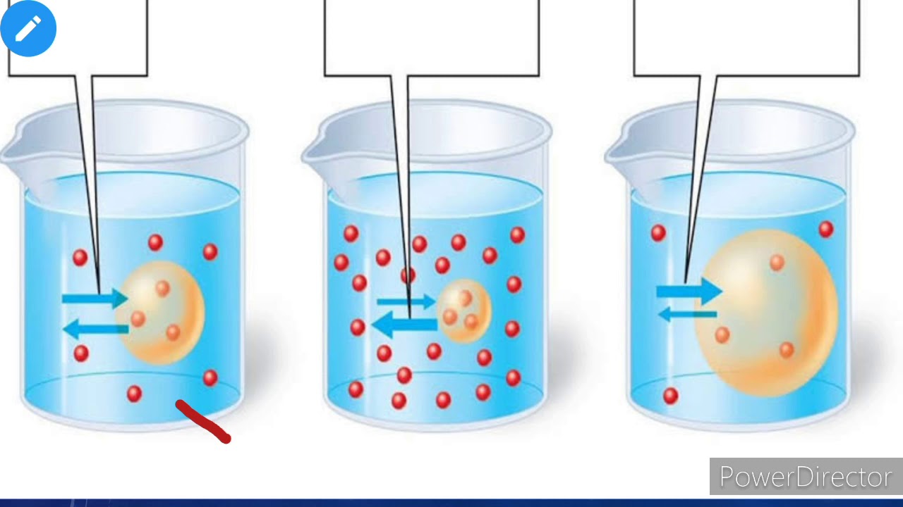 Hypertonic hypotonic isotonic simple diagrams - Julicodes