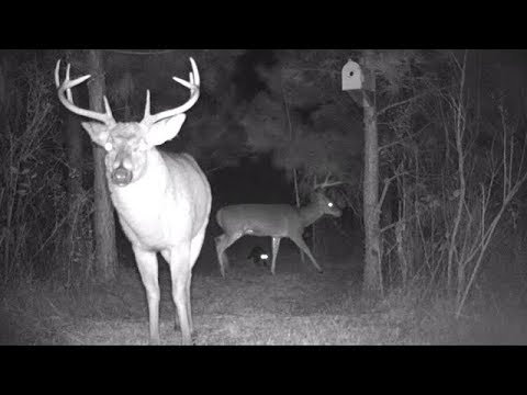 Funny Animals In The Yard - Cats Deer Raccoons - November 2017 Central  North Carolina Trail Camera - Youtube