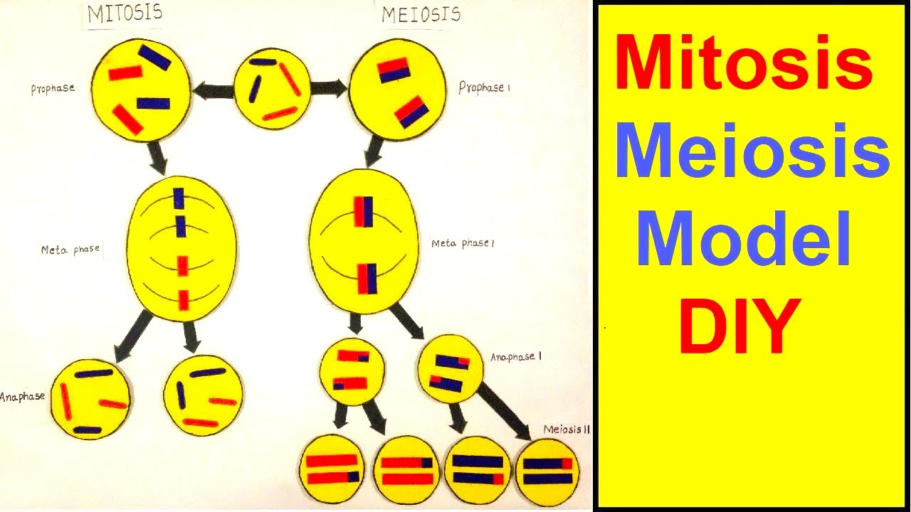 Mitosis And Meiosis Stages