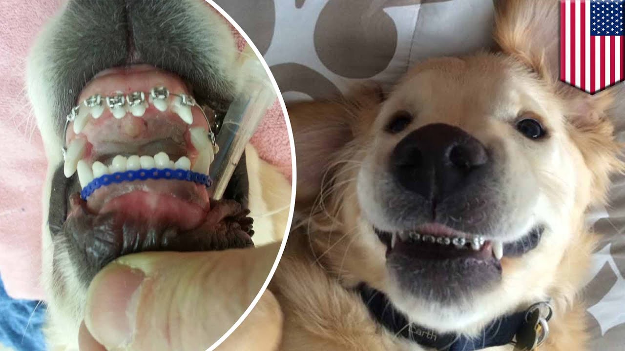 Can Dogs Get Braces? – Pet Help Reviews UK