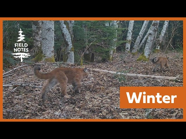 Field Notes: Trail Cameras Capture Animals Enduring The Challenges Of A  Vancouver Island Winter - Youtube