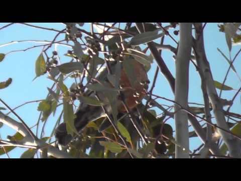 american-robin-making-cute-bird-noises