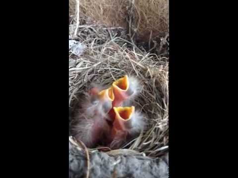 hungry-1-day-old-baby-robin-birds-confused-by-the-dog-barking.-funny!!