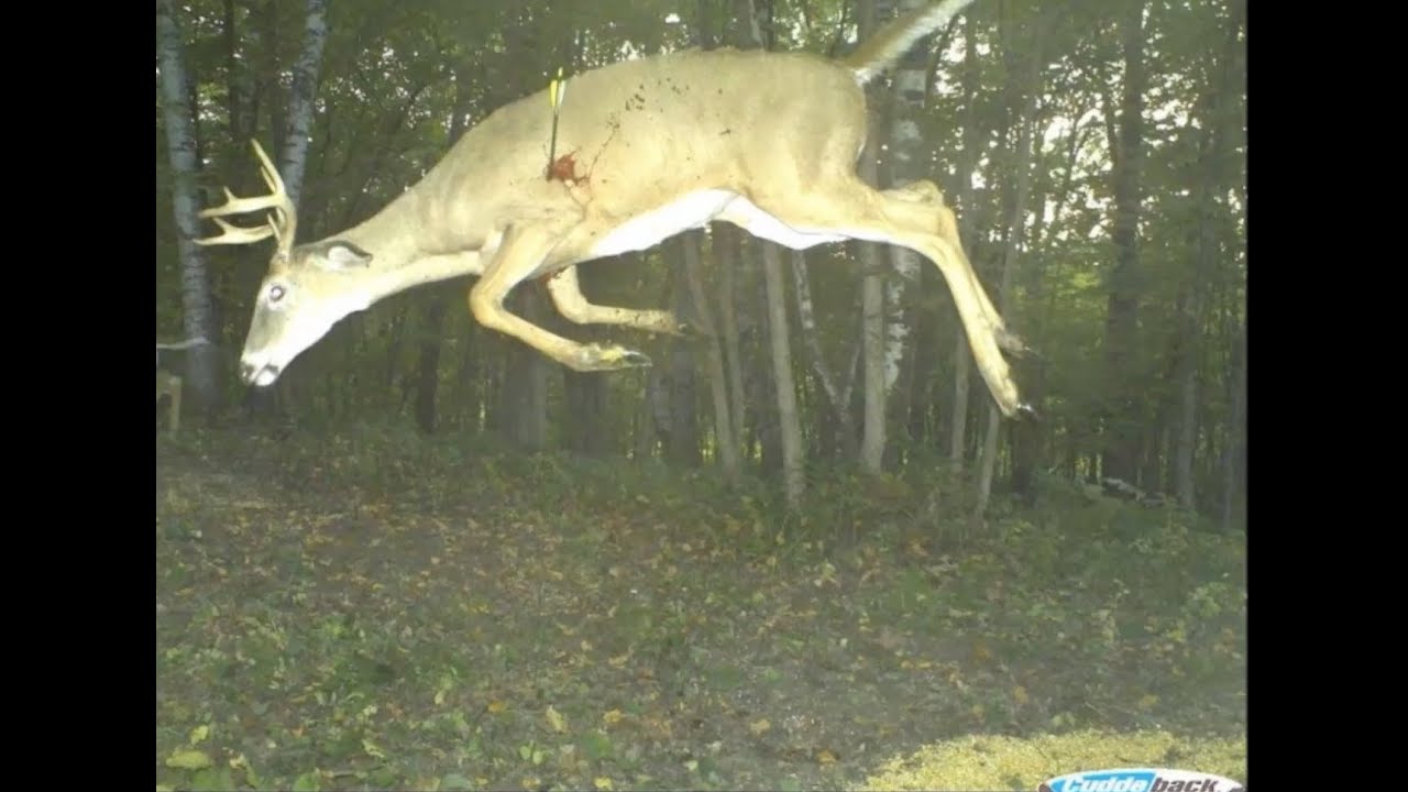 Craziest Trail Cam Pictures Ever Captured - Youtube