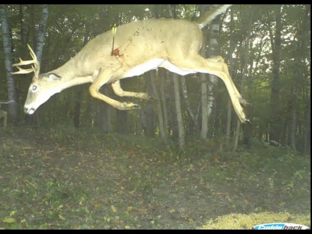 Craziest Trail Cam Pictures Ever Captured - Youtube